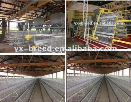 poultry shed for chicken breeding