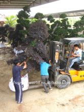 loropetalum Chinensis loading containers
