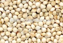White broomcorn millet