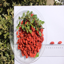 High nutrition Certified Healthy Dried Goji Berry