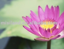 Matte Polyester Inkjet Art Printing Photo on Cotton Canvas & canvas frame & sail canvas&silk fabric&solvent canvas,stretchable