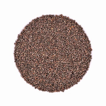 perilla frutescens seed