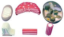 Cellular organ enlargement model (6 parts)