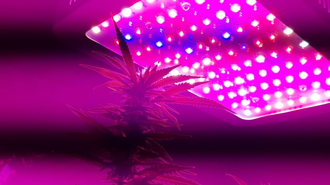 Grow Lights for Medical Flower Plants