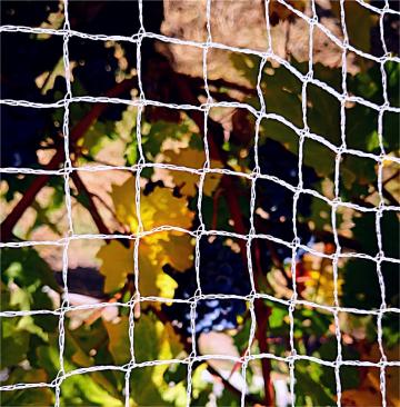 pp plastic orchard protection bird net