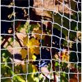 pp plastic orchard protection bird net