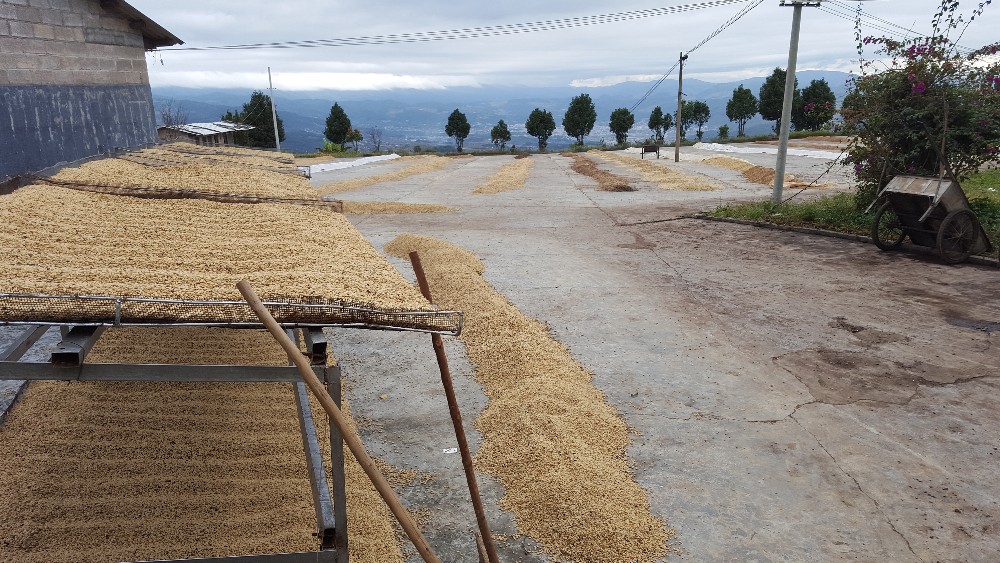 coffee beans shipment