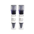 SDS-PAGE protein yükleme tamponu (5X)