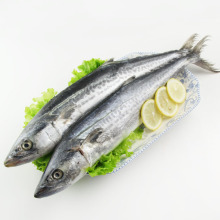 Whole Round Sea Frozen Spanish Mackerel