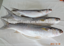 Frozen Gray Mullet Seafood Fish