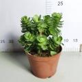 Portulaca living indoor plants