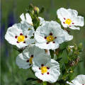 زيوت عطرية من Cistus Rock Rose