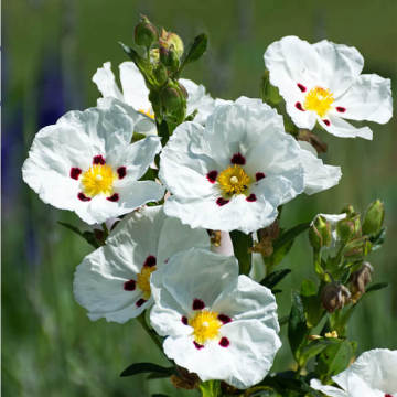 Cistus ätherische Öle Rock Rose