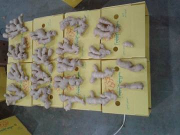 Ginger grammar checker free