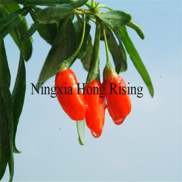 antioxident bio la baie de goji berry wolfberry