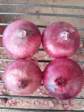 Fresh Onion Red Color