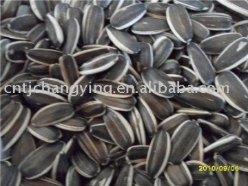 sunflower seeds in shell