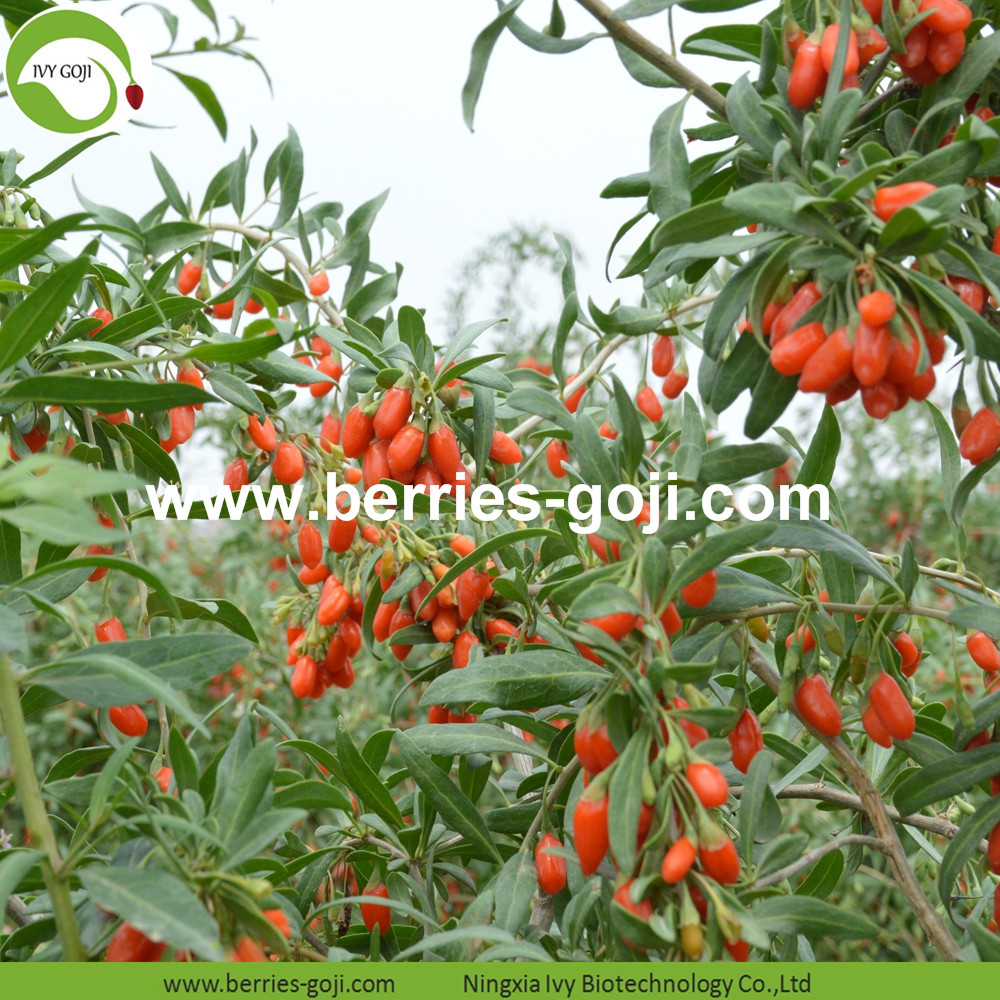 Supper food Goji berry