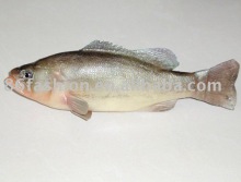 imitated animal,artificial animal,artifical dish,artifical vegetables