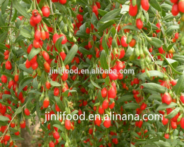 goji berries 250/280/350/380/500/750pcs