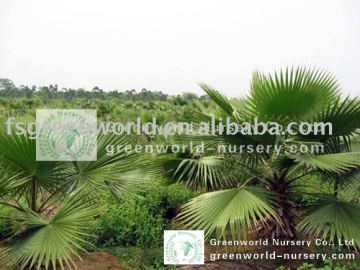 Washingtonia robusta big nursery