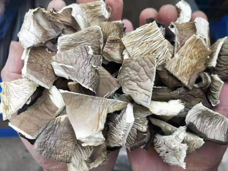 China Dried Oyster Mushroom, Oyster Mushrooms