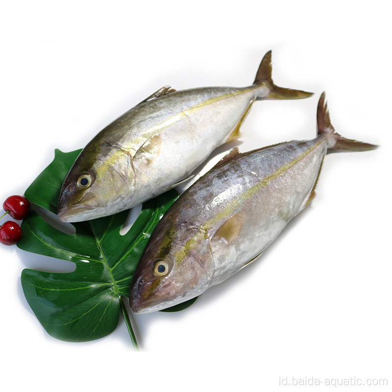 Frozen Yellowtail - Data Perdagangan Impor AS