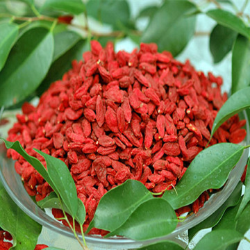 dried fruit goji berries of goji