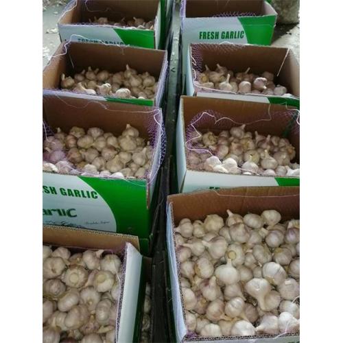 Wholesale Normal Garlic 2020
