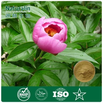 White Peony Root Extract/Essential Oil of Peony/Peony Essential Oil