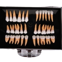 Anatomical Tooth Model - 2.6X Larger for Enhanced Student Learning