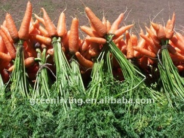 AD carrot/ dehydrated vegetable