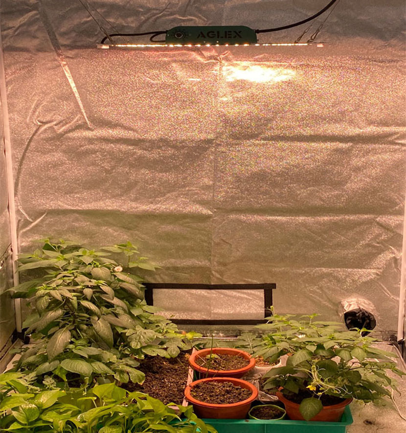 Fläktlöst 90w Grow Tent Light för hemplantering