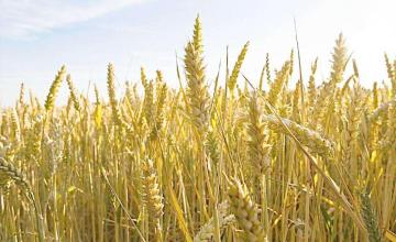 ALLIGARE SFM 75 Emergent