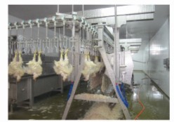 Chicken Blanching Defeather Machine/Duck Unhairing Machine/Poultry Plucker