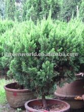 Juniperus chinensis
