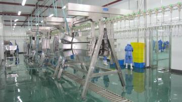 Chicken Automatic Plucking Machine