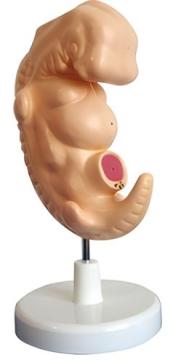 A 4-week human embryo model