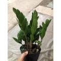 Zamioculcas zamiifolia 120# factory