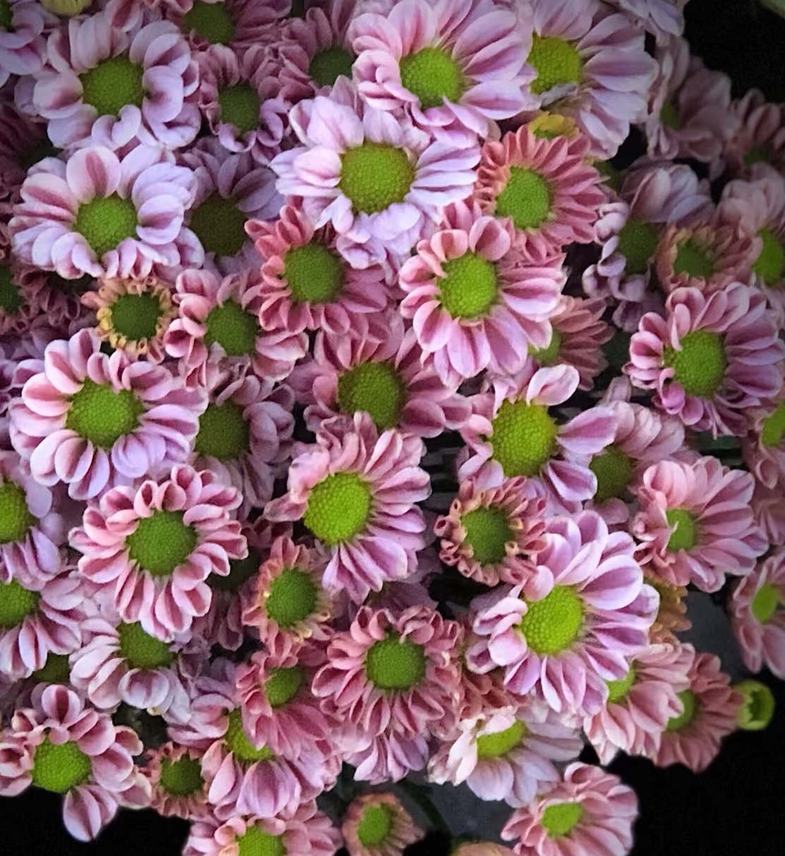 লিঙ্গলং সামান্য চন্দ্রমল্লিকা Linglong little chrysanthemum