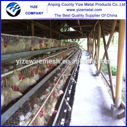 uganda poultry farm automatic chicken layer cage automatic broiler cage
