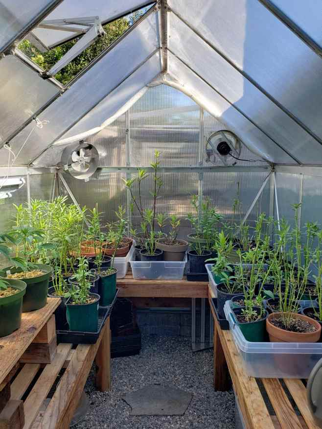 pc greenhouse 4