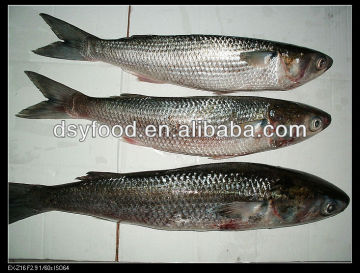 frozen grey mullet fish