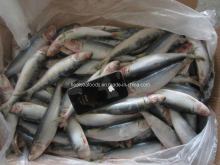 Trawl Sardine for Canned