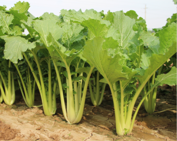 F1 hybrid pakchoi seeds chinese cabbage seeds
