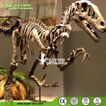 Museum Quality High Simulation Animal Skeleton Dinosaur Fossil