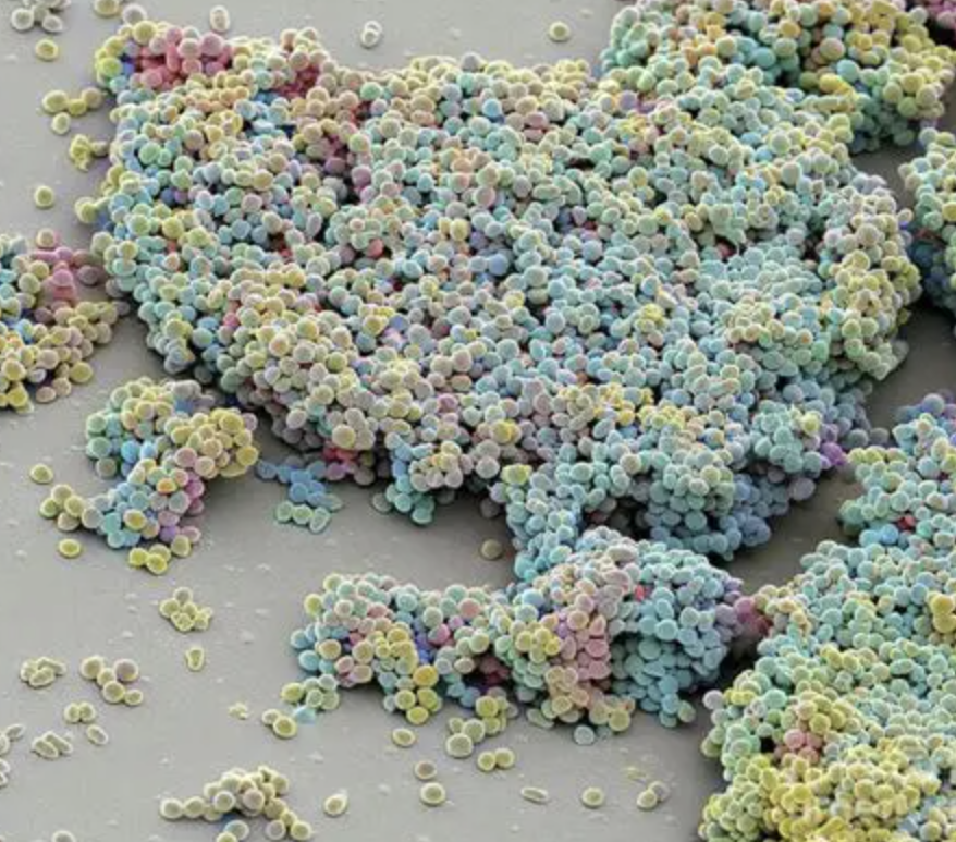 Lactococcus lactis de calidad alimentaria Food Grade Lactococcus Lactis