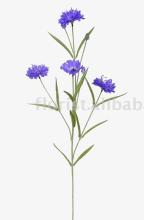 Cornflower