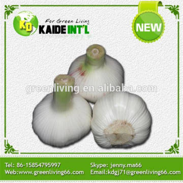 Garlic From India