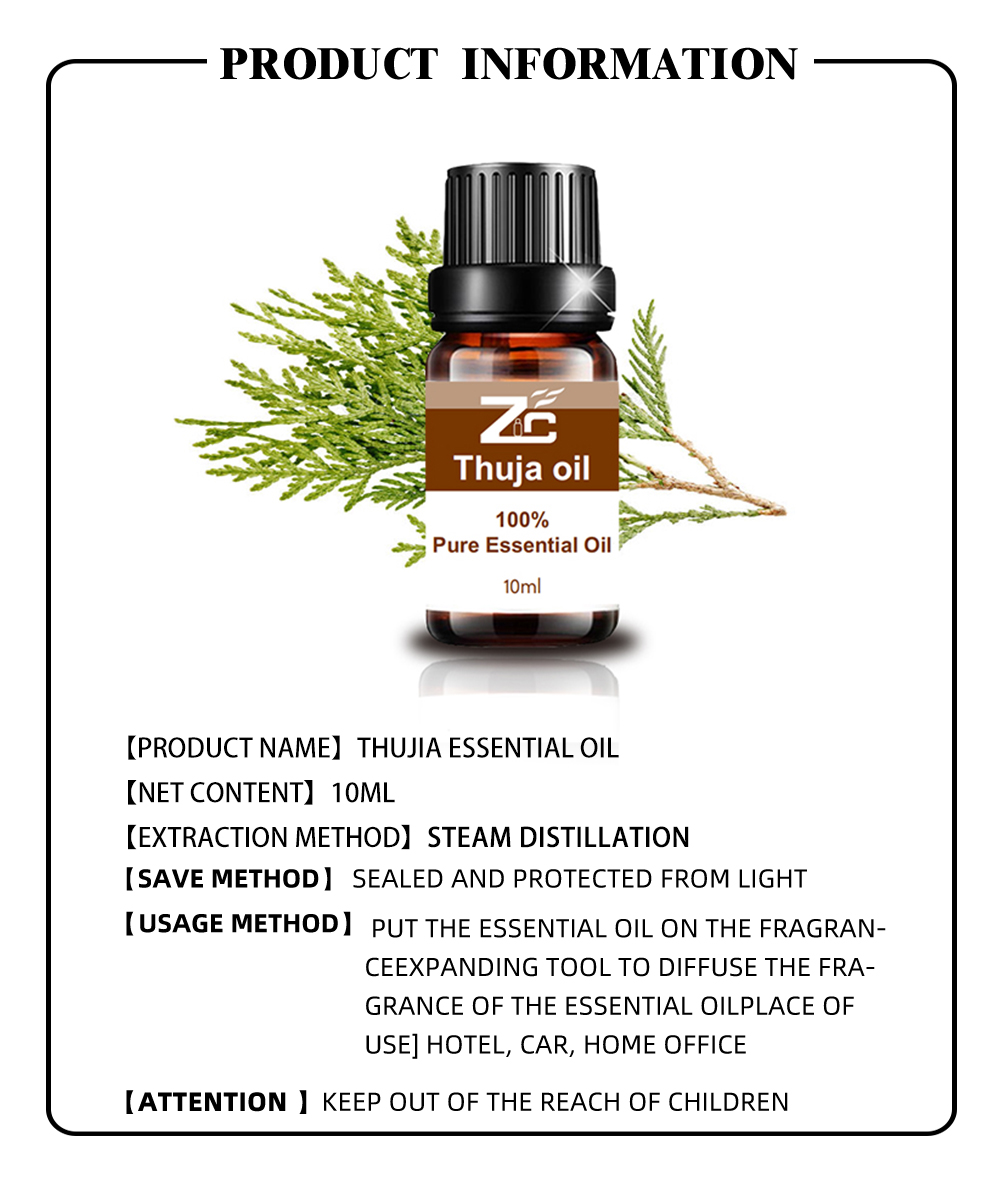 Organik Minyak Esensial Thuja untuk Diffuser Aromaterapi